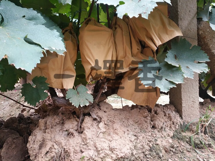 套梨专用袋子双层外黄内黑黄金梨套袋桃子防水防虫保护袋1619双层平口