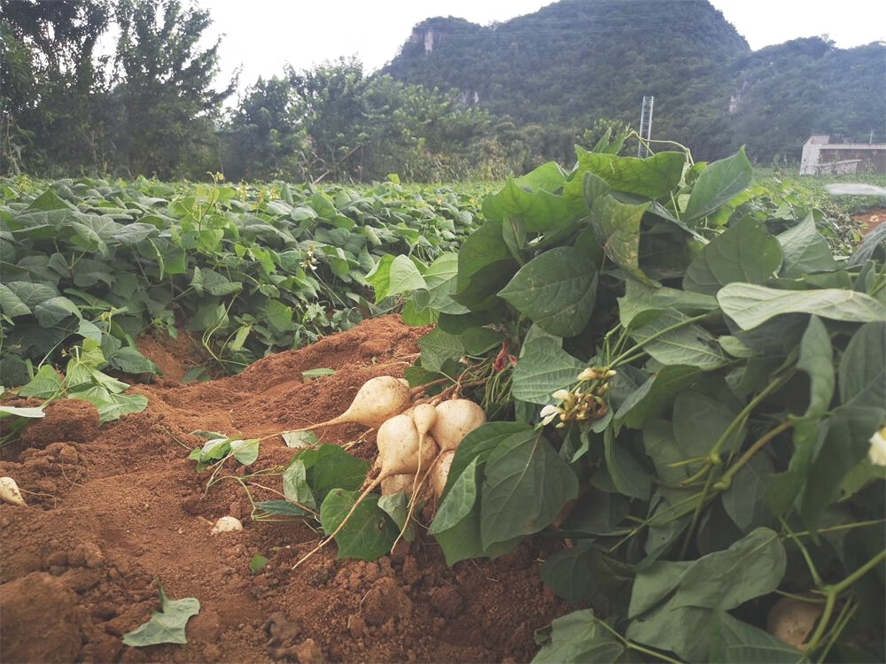 新鮮地蘿蔔現挖農家貴州安順涼薯 地瓜土瓜白地瓜蔬菜水果5斤 5斤 大