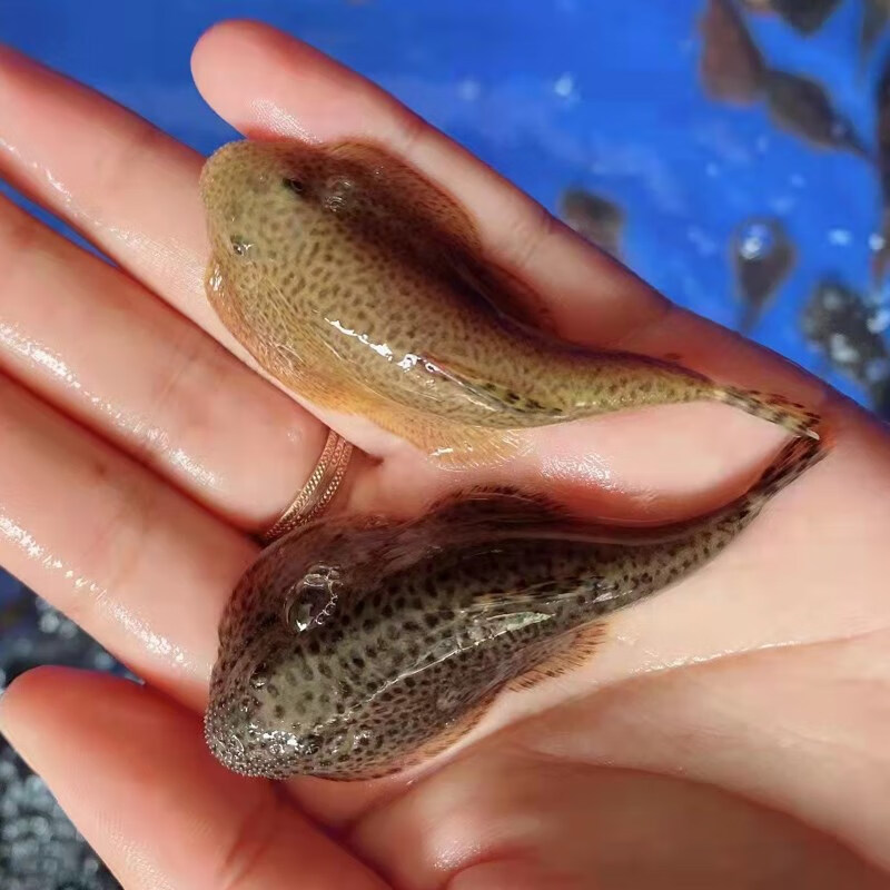 冷水清道夫贵州爬岩鳅稀有琵琶鱼擦玻璃除藻清洁鱼缸工具鱼淡水 贵州