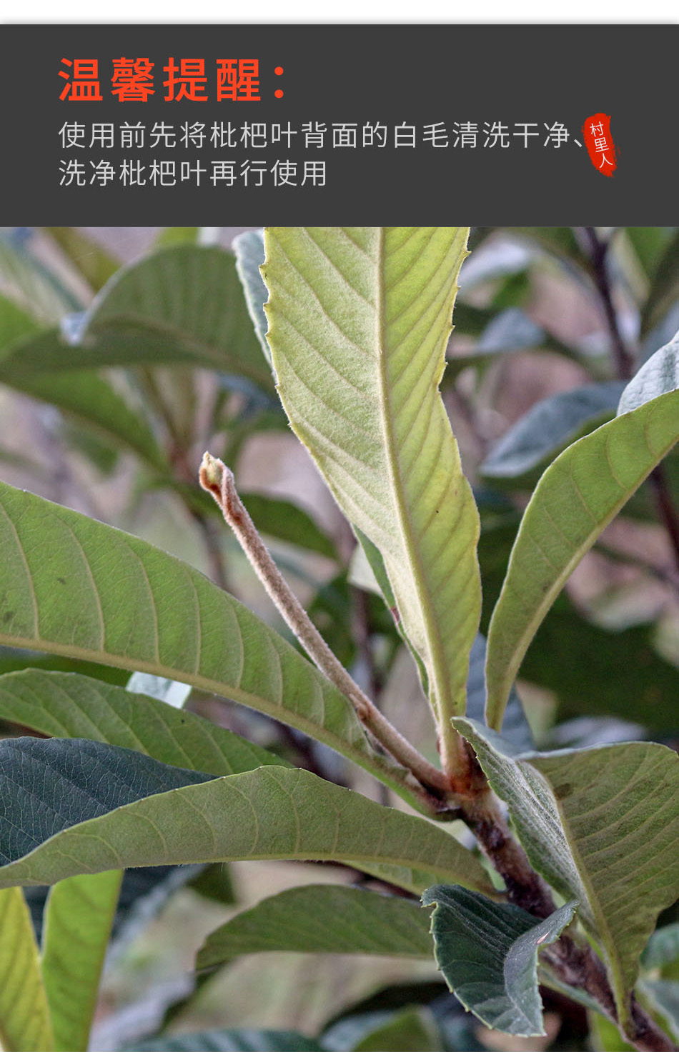 特心鲜 新鲜枇杷叶 现摘枇杷树叶 可做枇杷茶 1000g