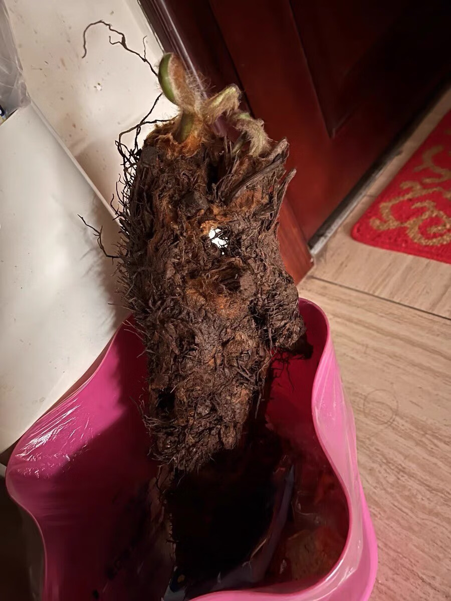 金毛蕨一叶蕨类植物老桩网红狗脊蕨室内绿植禅意蕨类欧式盆景盆栽 带