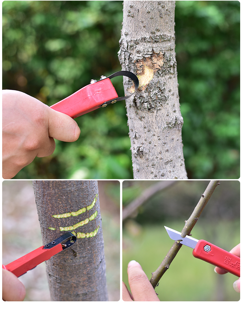 双刀头嫁接果树树皮刮皮刀 枝条环割刀 树木环剥刀 环枝条剪刀 木柄刮