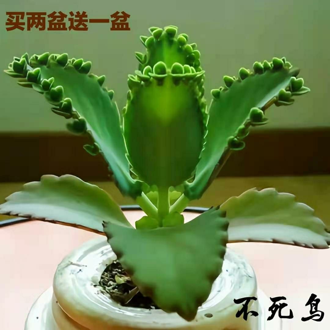 不死鸟落地生根宽叶不死鸟盆栽绿植蕾丝公主不死鸟多肉羽叶不死鸟 不