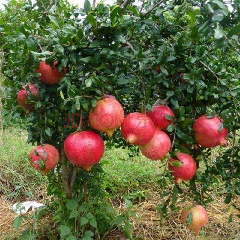 结果地栽庭院果树大苗石榴树苗15年苗当年结果12年精品树形苗压弯枝头