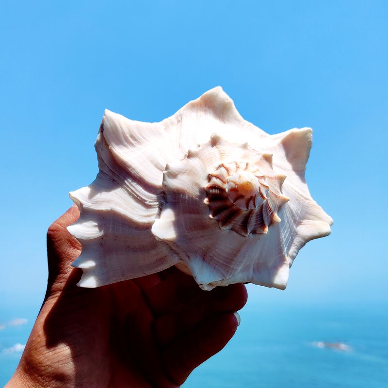 驰露 天然大海螺贝壳左旋海螺观音螺大号稀有标本鱼缸造景海鲜厨房