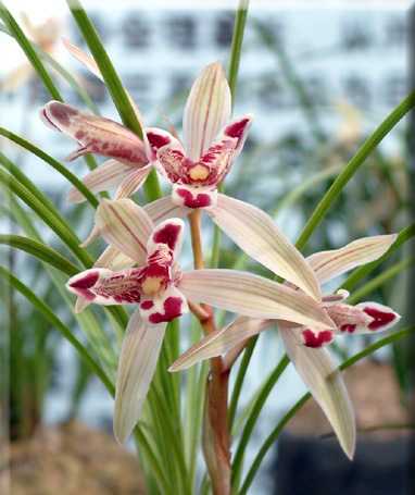 包邮云南名品兰花苗莲瓣兰玉兔浓香室内花卉盆景园艺老种3苗连体仅限