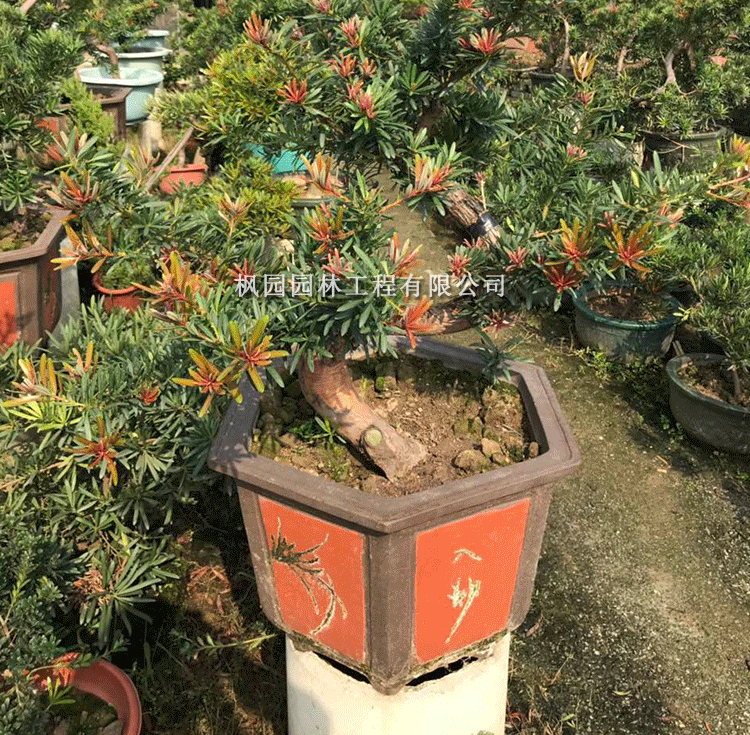 四季红芽罗汉松苗太子妃盆栽造型罗汉松庭院观赏盆景名贵造型树木