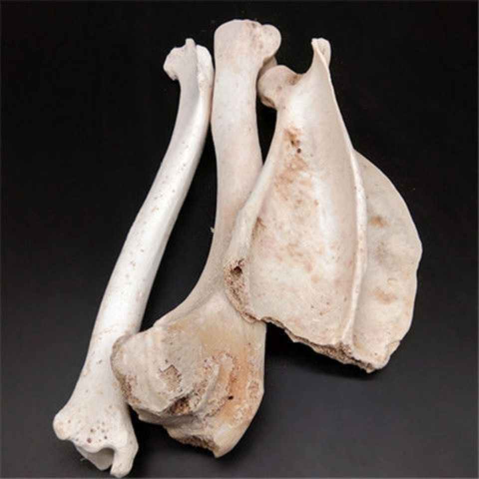 北京同仁堂原料 中药材生狗骨头 狗骨头 药用狗骨
