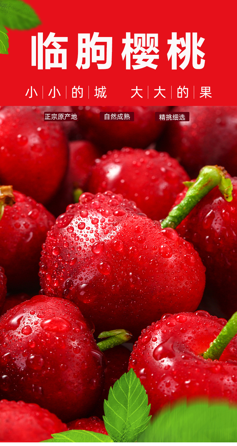 jd空运山东大樱桃国产车厘子国产樱桃新鲜水果坏果包赔3斤jj级果