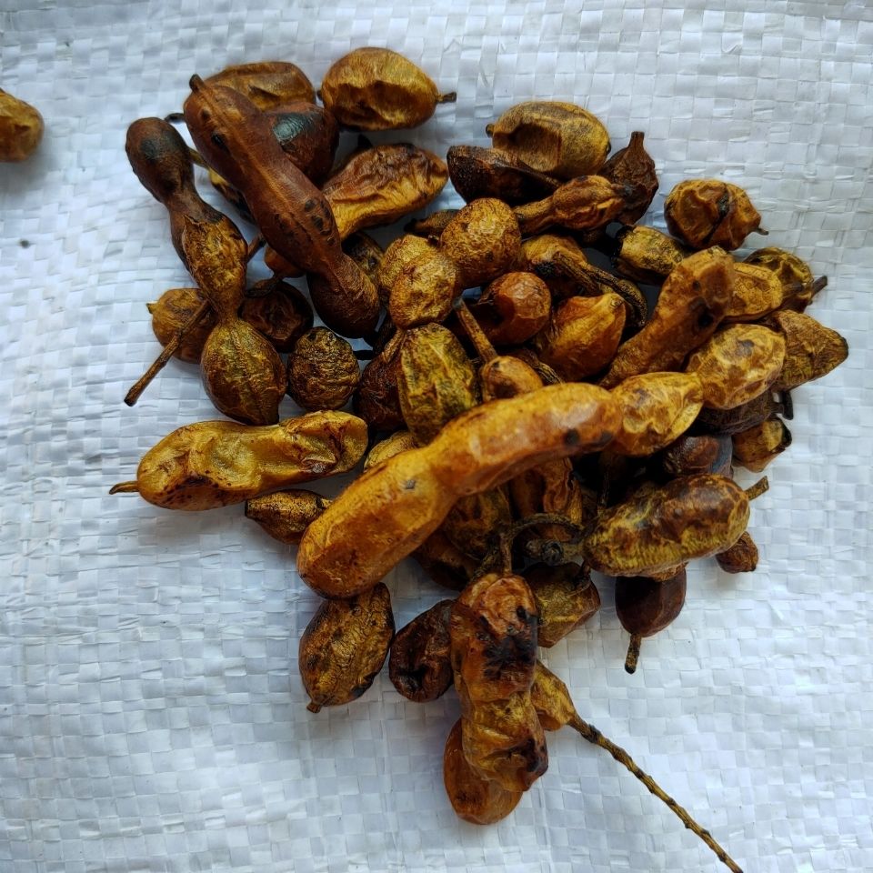 炒槐角中药材槐角茶槐角豆槐连豆 槐豆茶 黑槐豆槐实 100克【图片