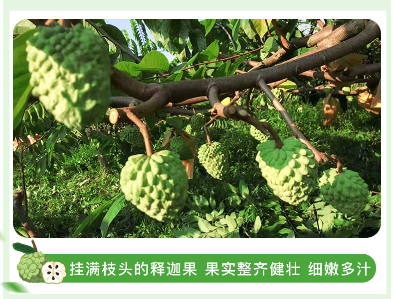 台湾牛奶释迦果5斤水果新鲜1斤批发应季整箱 牛奶释迦果5斤