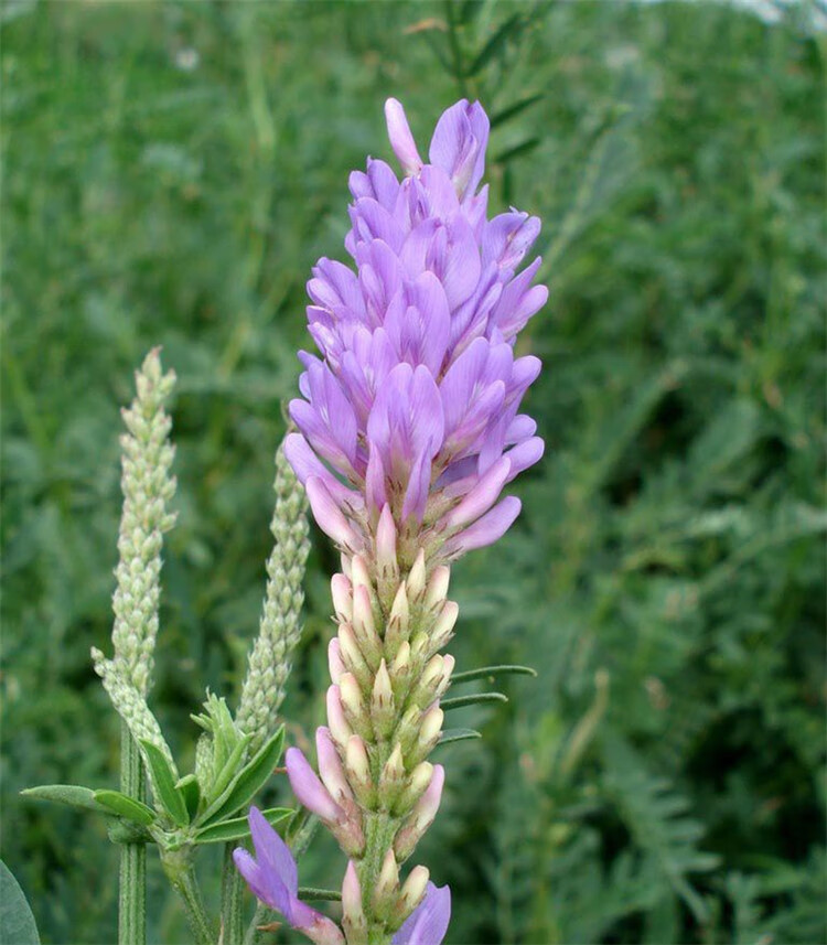 绿史沙打旺多年生牧草种子防沙固土护坡草耐寒耐旱盐碱 半斤