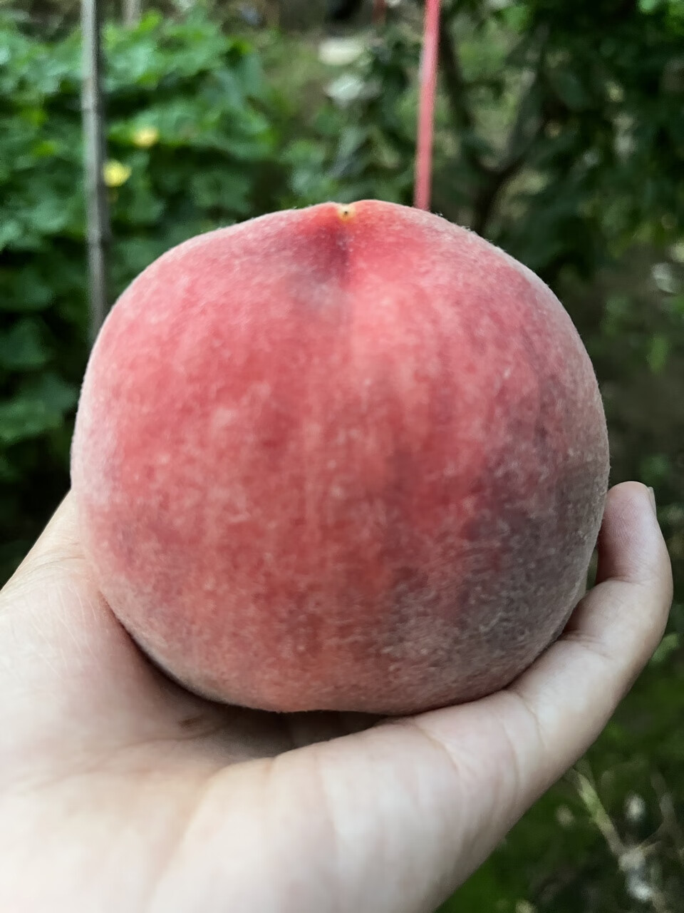 正宗北京新鲜绿化久水蜜桃九号离核毛桃精品孕妇水果礼盒 3500g 单果1