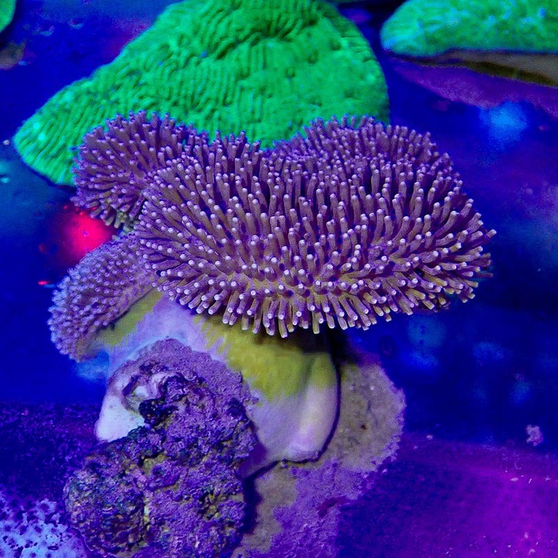 皮革珊瑚活体活物手指皮革绿须皮革花环皮革海水观赏物运输包活-岚黛