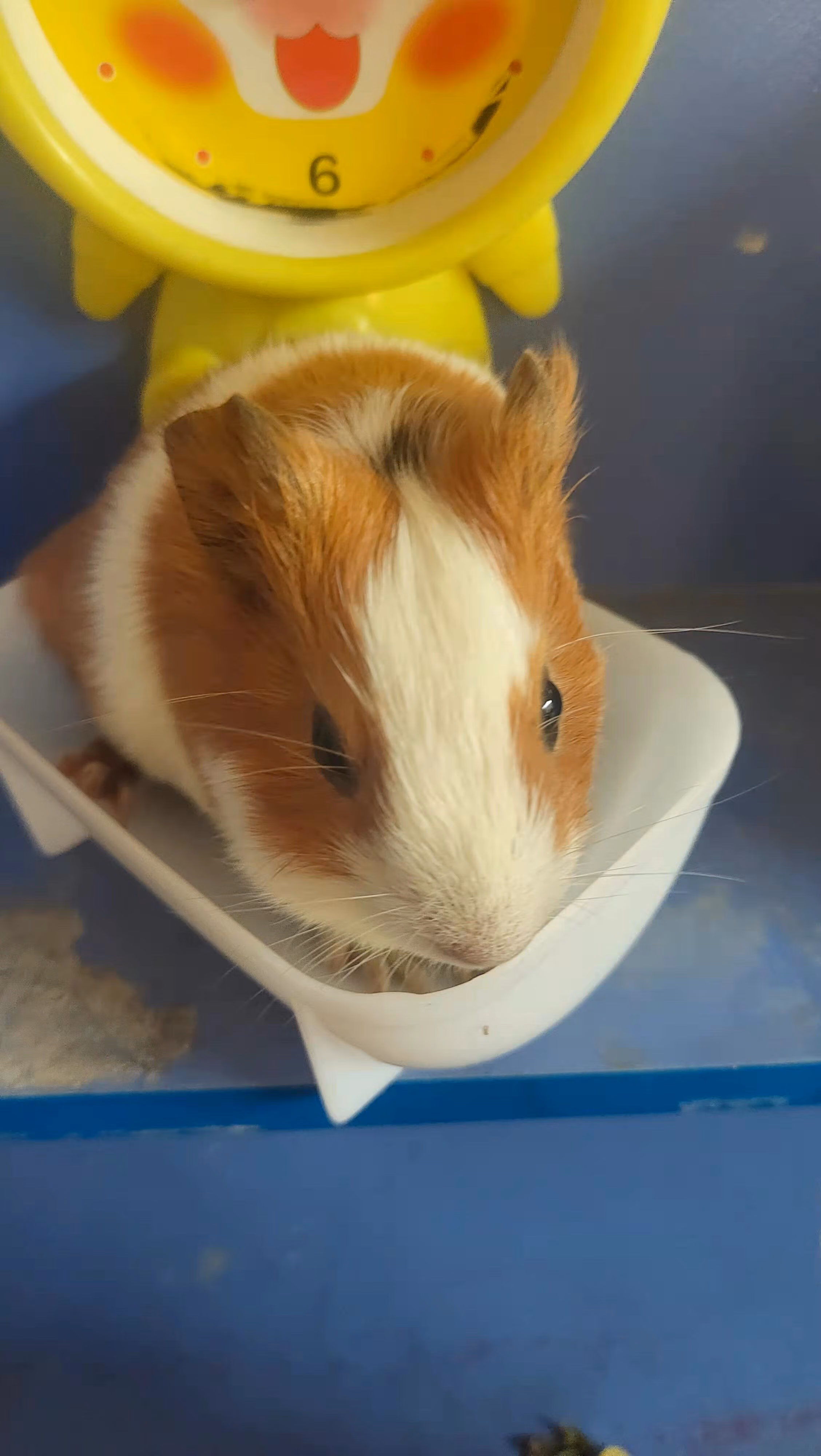 荷兰猪活体荷兰猪活物荷兰猪宠物豚鼠活体豚鼠活物荷兰兔活体幼崽