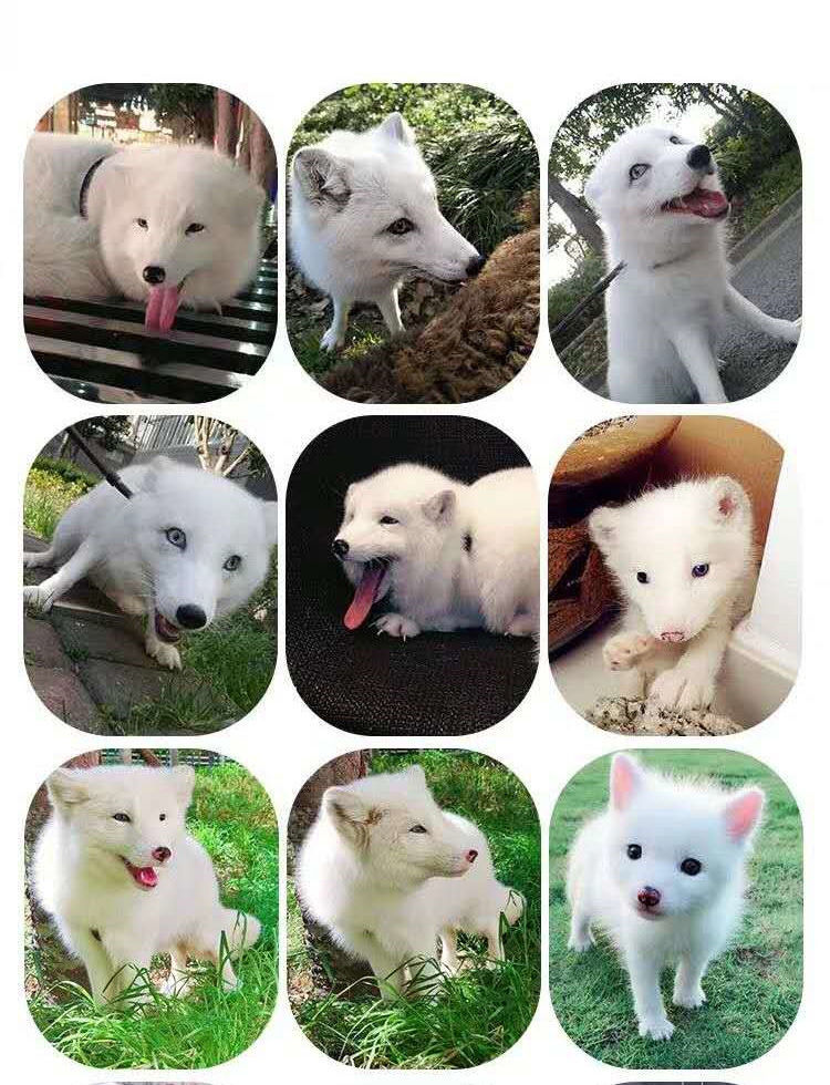 宠物白狐幼崽蓝色狐熊猫雪白狐活物乖巧活体鸳鸯异瞳狐人送粮食 纯白
