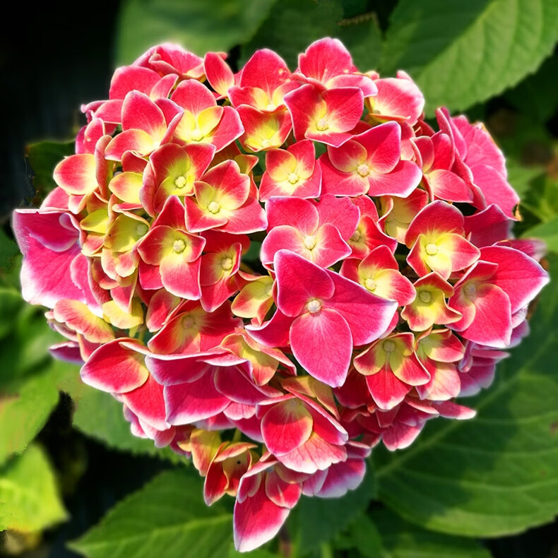 绣球花盆栽 帝沃利八仙绣球花大苗盆栽四季阳台庭院冬季耐寒型花卉