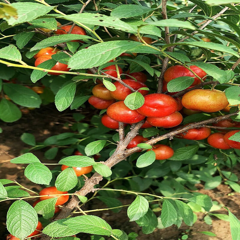辽宁欧李钙果鲜果 新鲜水果 诺丽山梅子欧粒儿 黄钙果 3斤【图片 价格