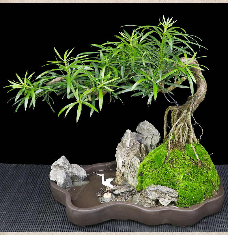 罗汉松悬崖式老树桩山水石造型盆景室内办公室大植物艺术盆栽送礼