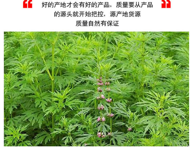 北京同仁堂原料益母草中药材新鲜干货泡水催姨妈月经泡茶调理泡脚包