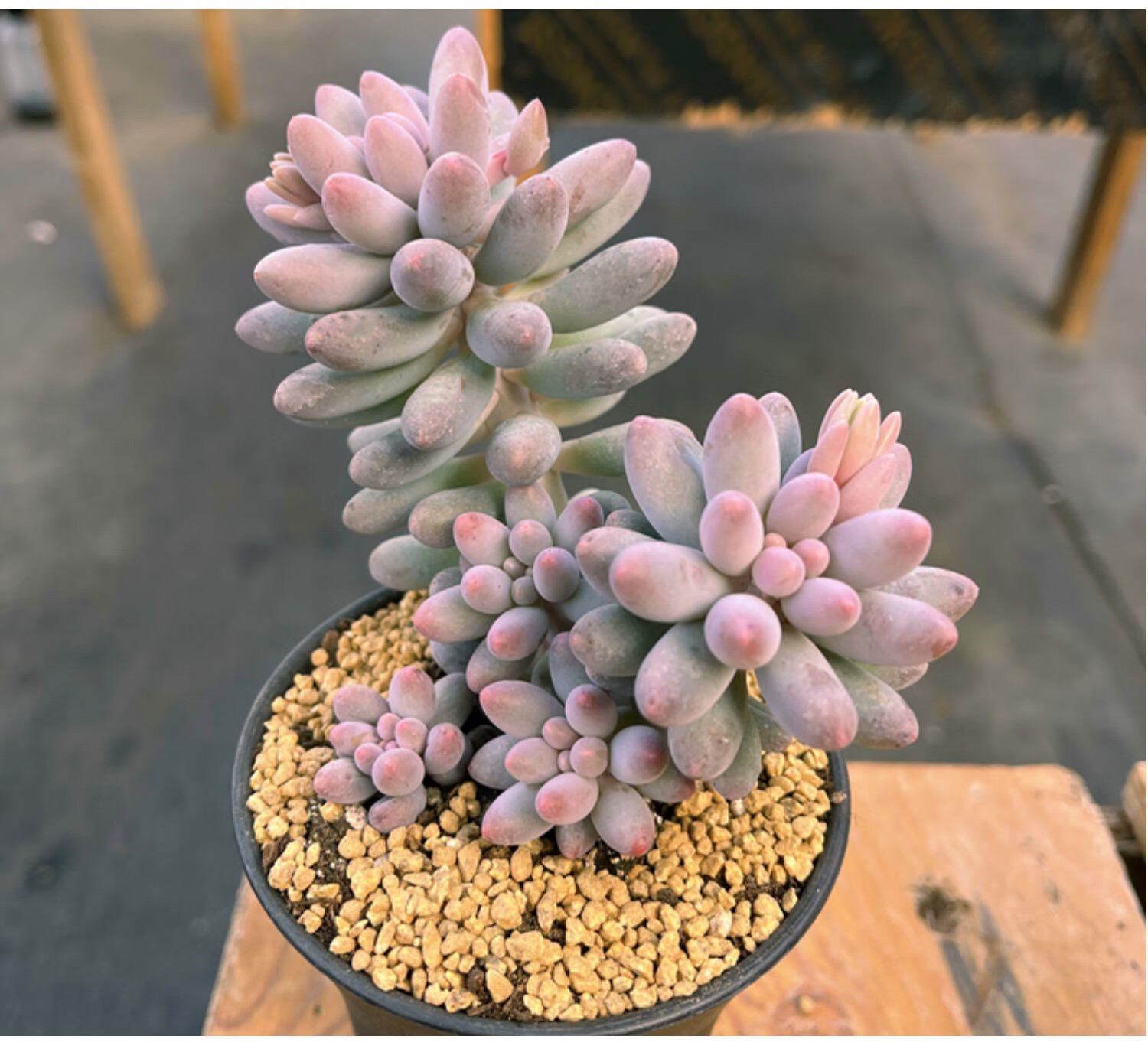 婴儿手指多肉 云南基地清棚老桩群生超萌肥嘟嘟粉嫩多肉植物 盆径10cm