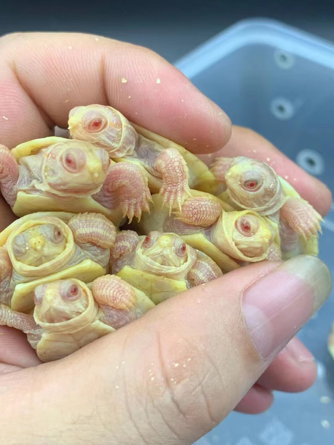 变异红眼白化巴西龟苗宠物龟观赏粉雪焦糖黑巴彩巴小乌龟活物 瑕疵