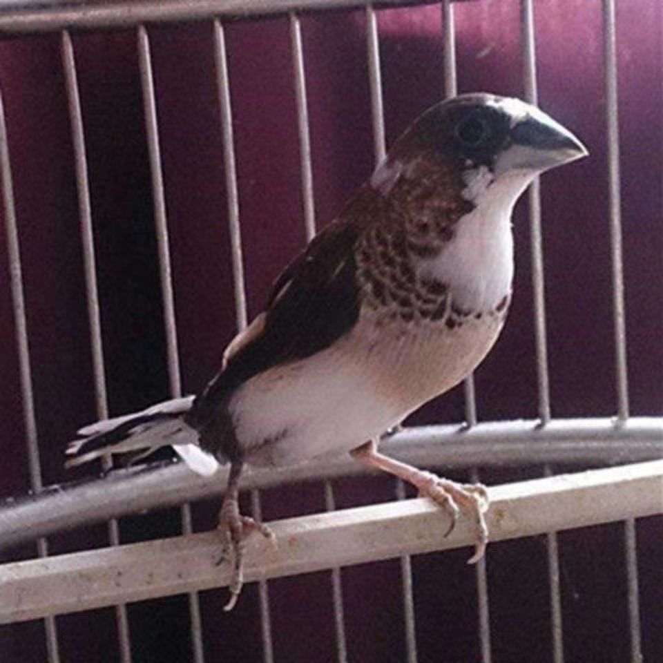 ajaj十姐妹保姆鸟活鸟一对繁殖鸟活宠物家养观赏特色背心菊花顶 驼色