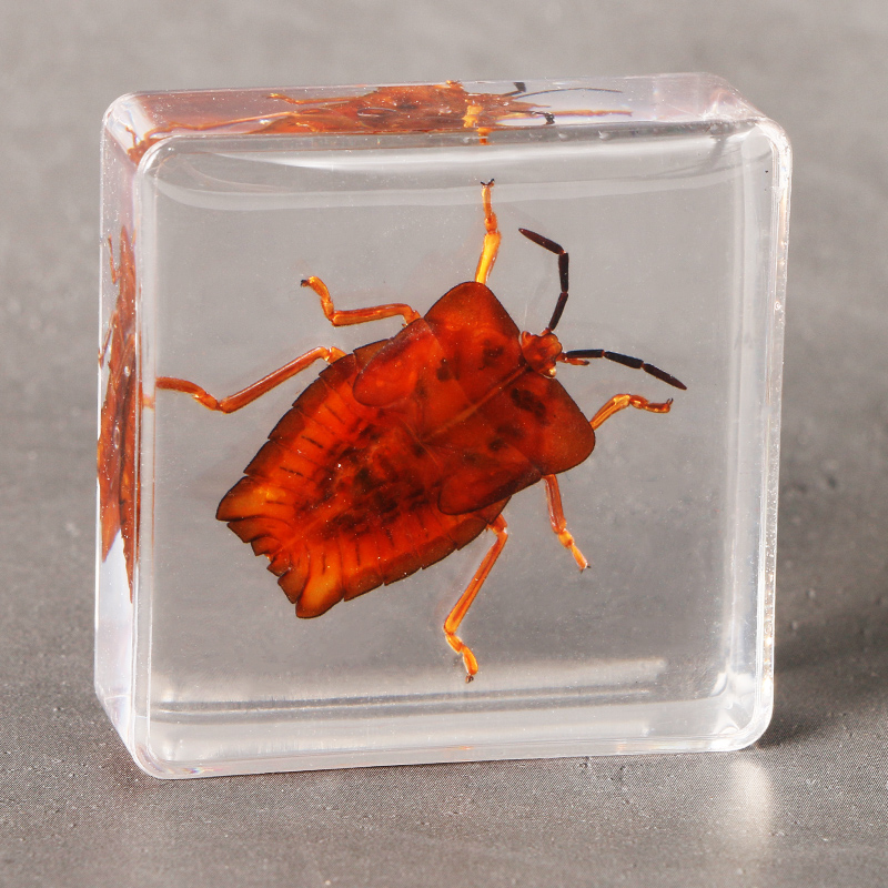 真实昆虫标本秋甲透明方形幼儿园观察教学龟子蝉屎壳郎 母鹿角金龟