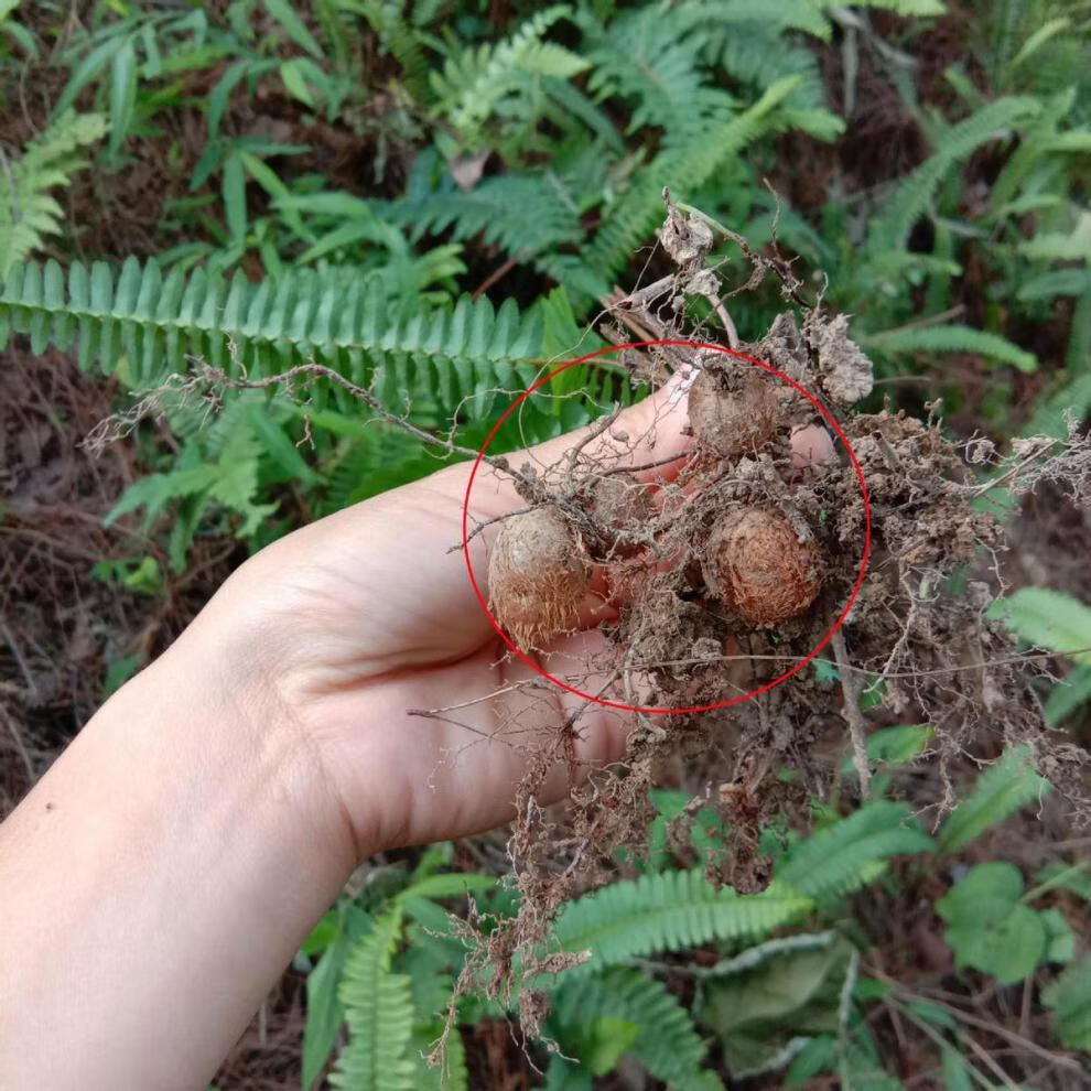 肾蕨果的功效与作用图片