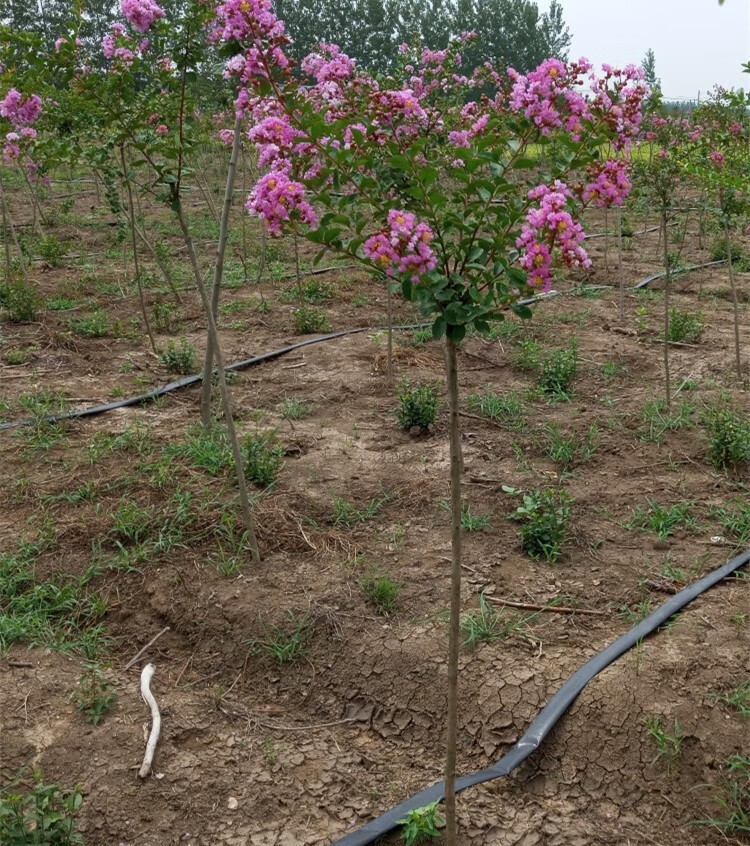 是否含花盆:不含盆适用空间:庭院植物类别:行道树/乔木结果季节:不