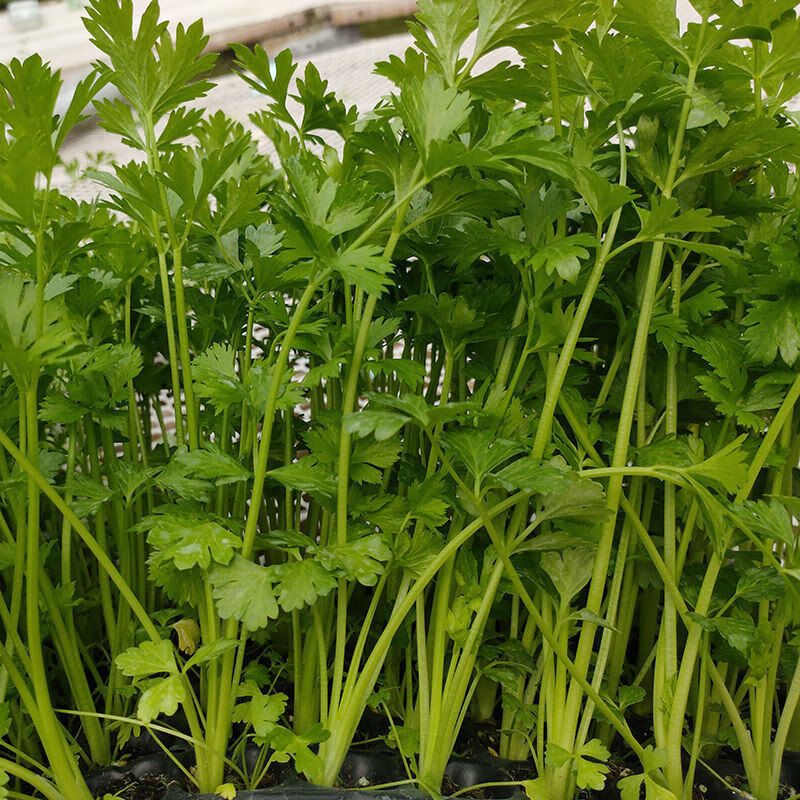 【精选】四季小香芹种子芹菜种子耐热耐寒种子香味浓郁实心芹菜种子播