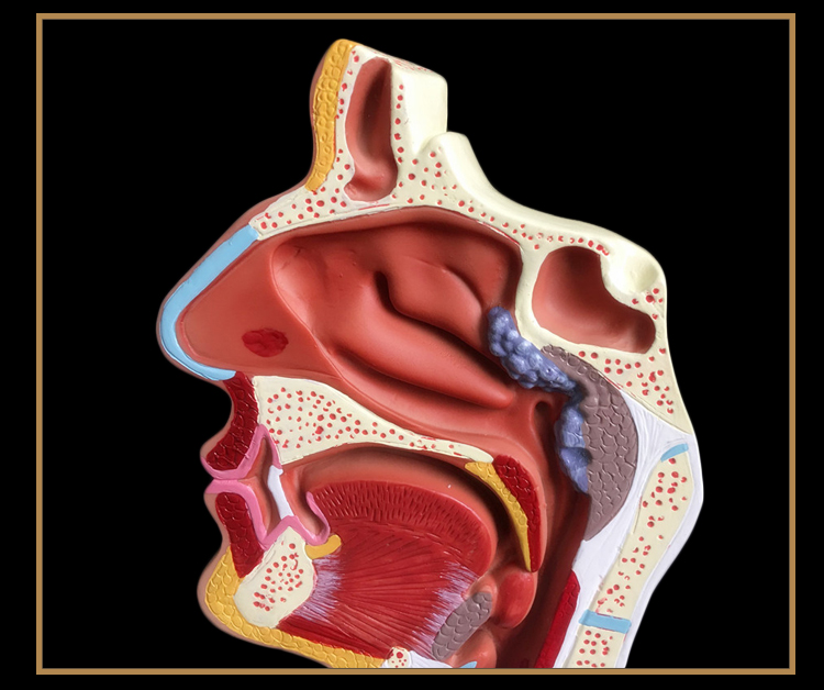 鼻腔结构图三维动画图片
