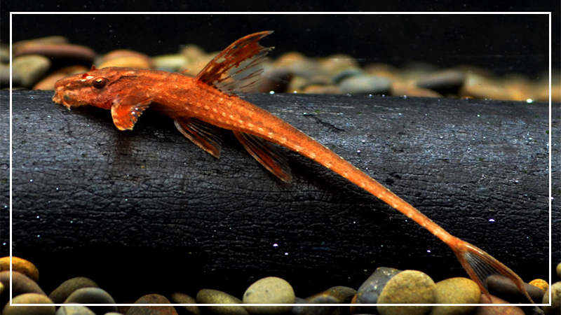 红蜻蜓直升机热带鱼观赏鱼皇冠直升机清洁鱼工具鱼除藻鱼活体 红蜻蜓