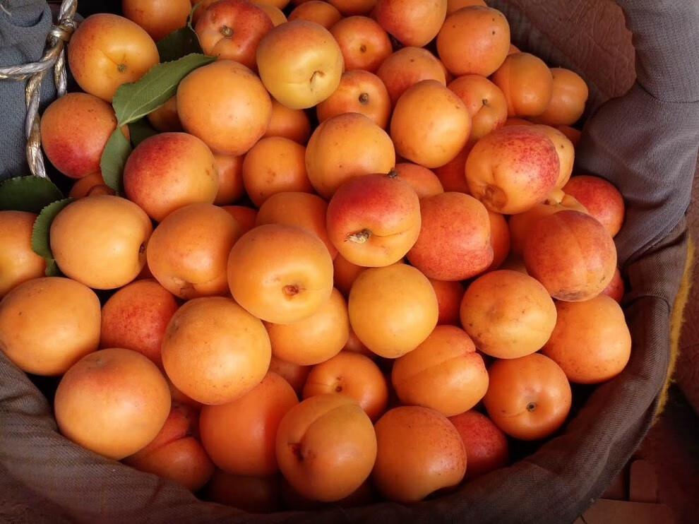 【顺丰快递】北寨村杏子北京平谷红杏子 新鲜水果 5斤【图片 价格 品