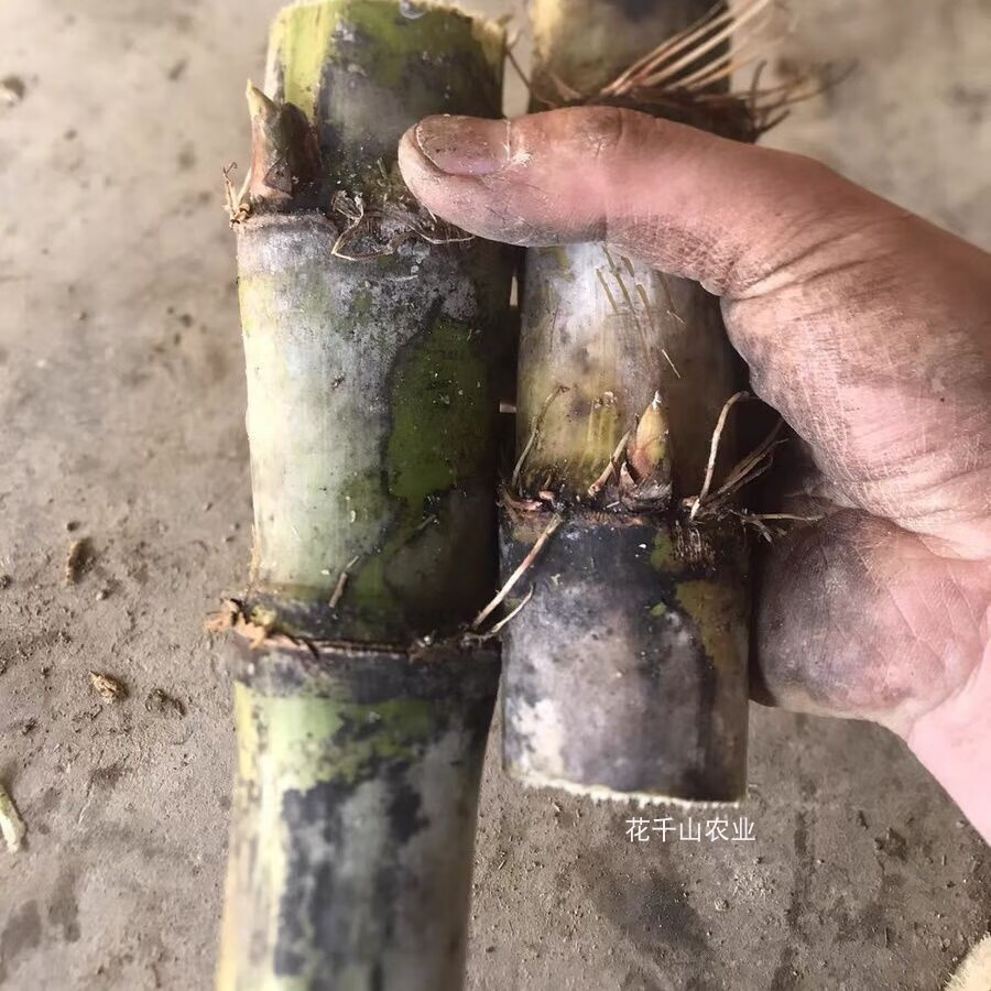 甘蔗苗1根3到6芽陶山甘蔗种正宗广西手撕玻璃脆绿皮种子青皮种籽白玉