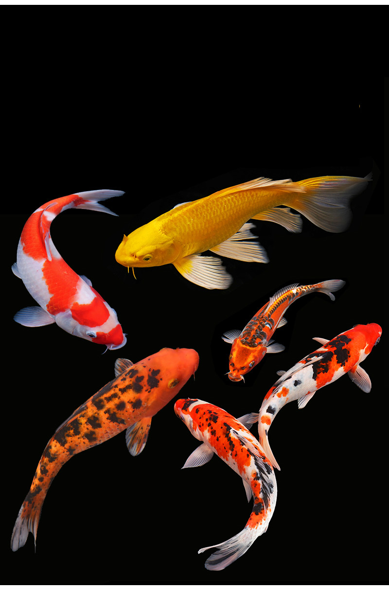 锦鲤鱼活鱼精品纯种观赏鱼好养耐活红白三色黄金大型冷水淡水金鱼 军