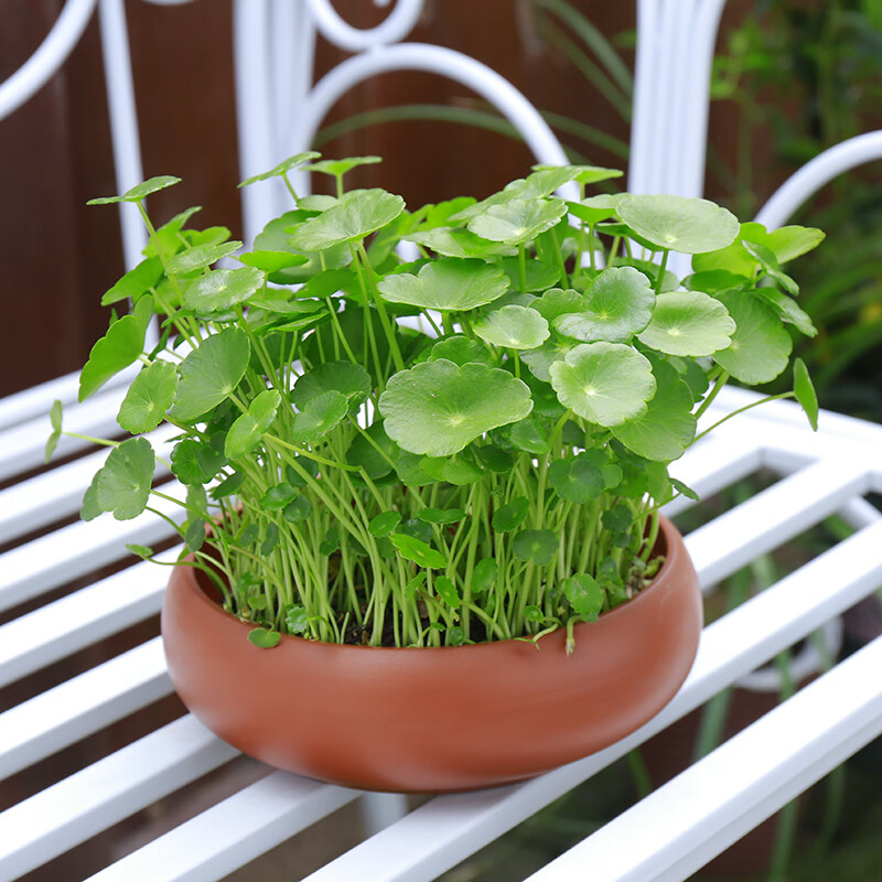 带叶铜钱草水培植物室内盆栽客厅桌面绿植花卉趣味易金钱草好养活