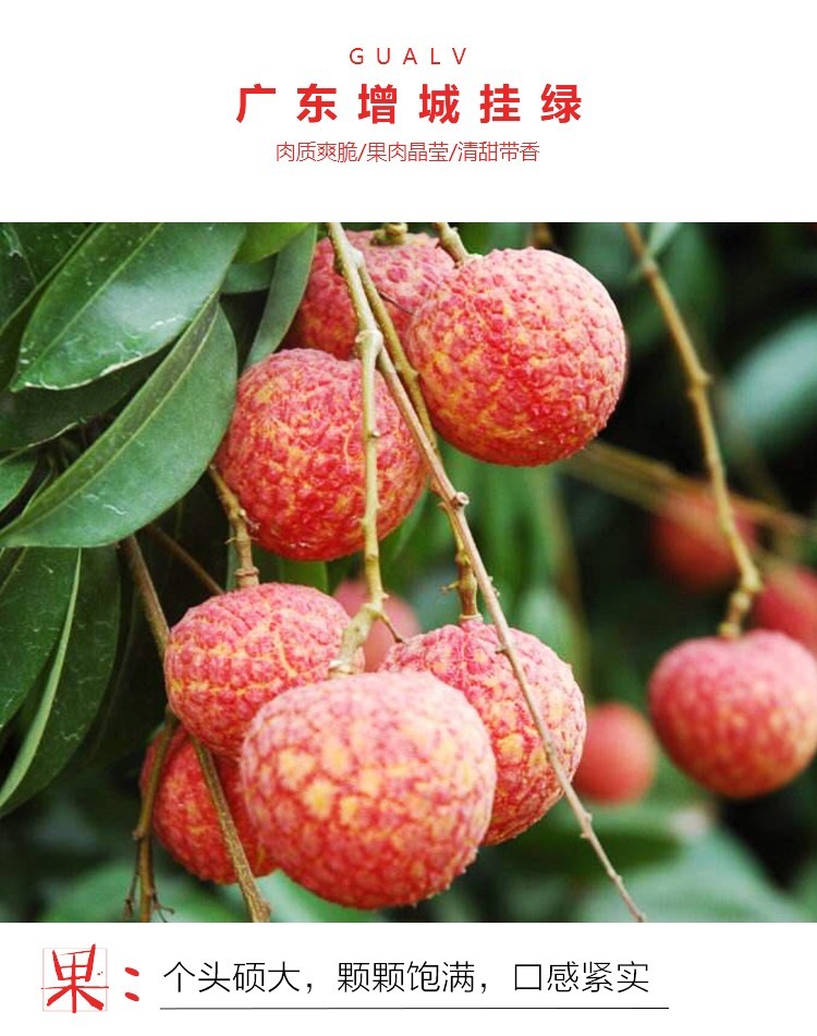 增城挂绿荔枝1斤新鲜当季孕妇水果现摘现发鲜荔枝整箱精品礼盒装肉质