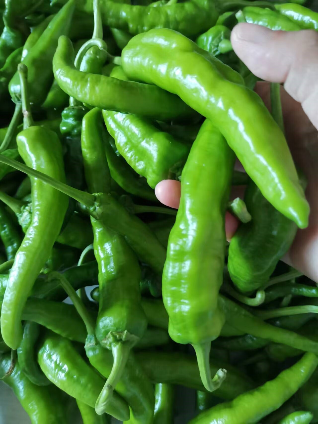 媚调湖南现摘现发衡阳农家自种本地薄皮椒新鲜辣椒皱皮土辣椒青尖圆椒