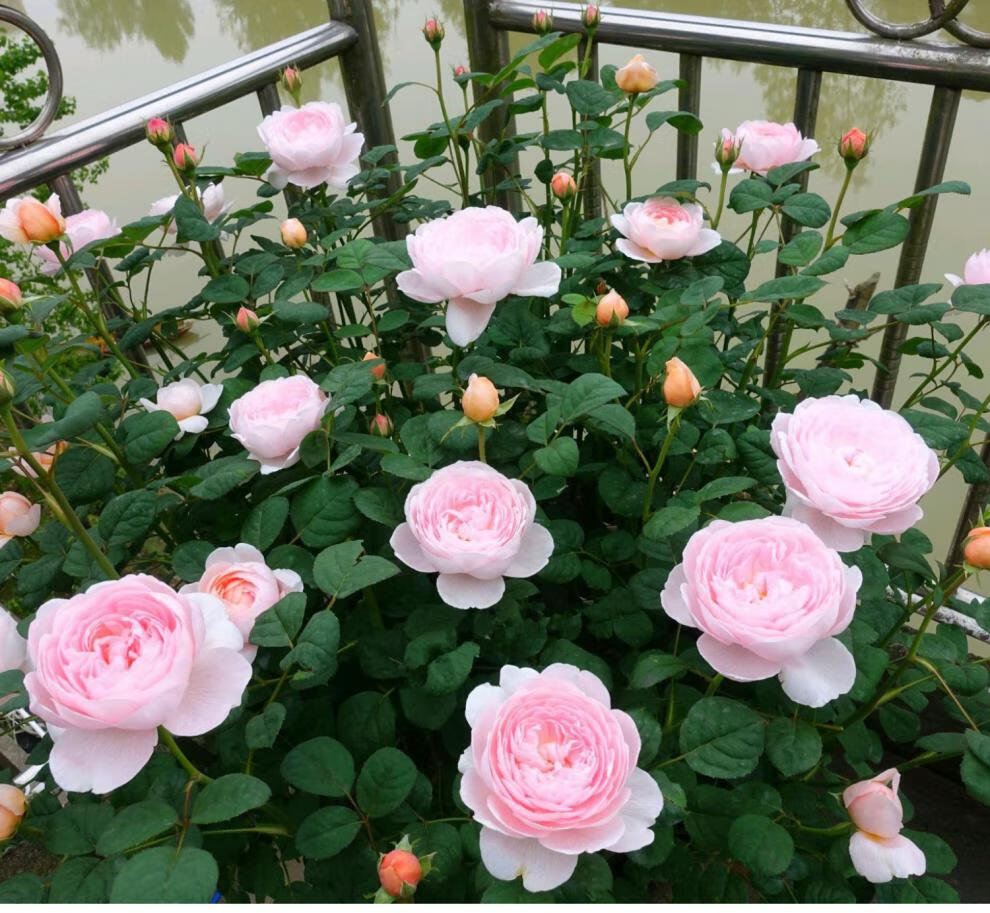 畷园瑞典女王月季大苗灌木庭院花园地栽观花绿植花卉多季开花大花浓香