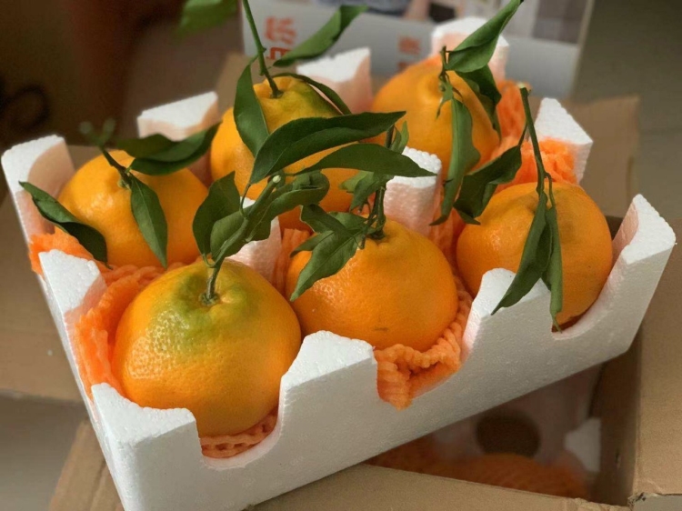 四川春见耙耙柑当季丑八怪丑橘子粑粑柑橘子新鲜水果8斤精选礼盒装