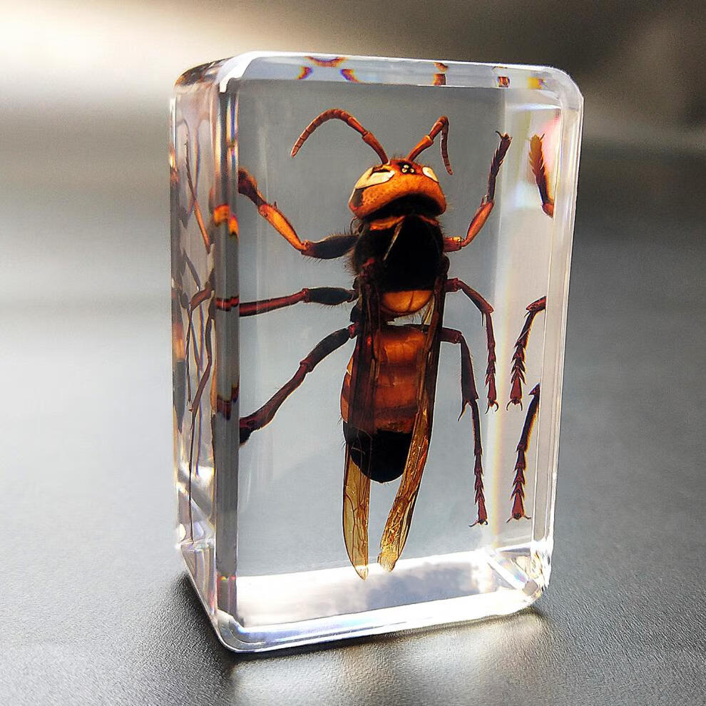 巴象 儿童幼儿园教学真实昆虫树脂标本蝗虫蜜蜂金龟子锹甲蜘蛛 天蓝色