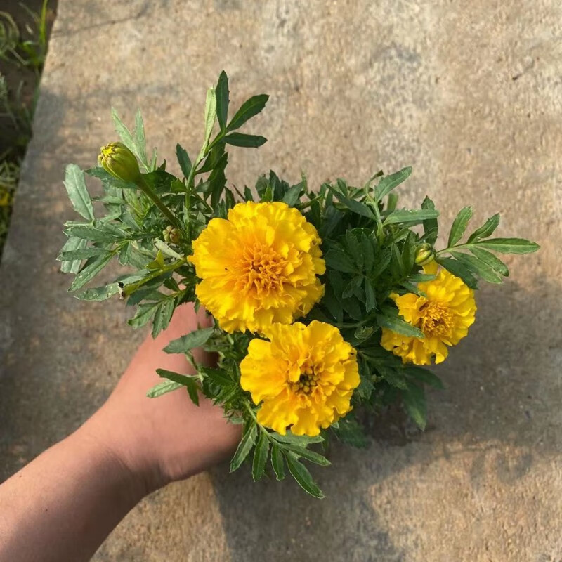 孔雀草矮生重瓣万寿菊带花庭院易活易种花卉盆栽四季开花植物孔雀草