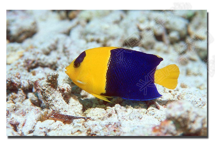 石美人 活体 海水鱼 双色神仙定水海水鱼缸观赏鱼 快递发货包活 石