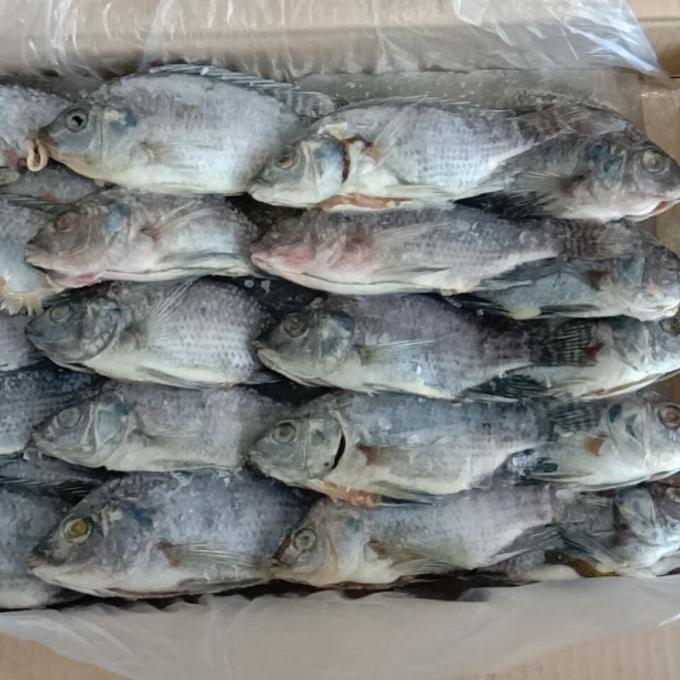冷冻罗非鱼海鲫鱼三去罗飞鱼整箱8斤22/34条盒饭快餐食堂专用 32/34条