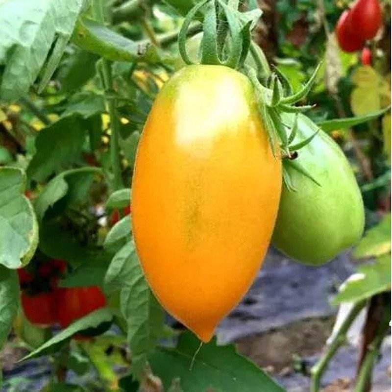 民汇园番茄种子黄金彩番茄彩色番茄芒果黄番茄日本小粉桃番茄圣女果桃