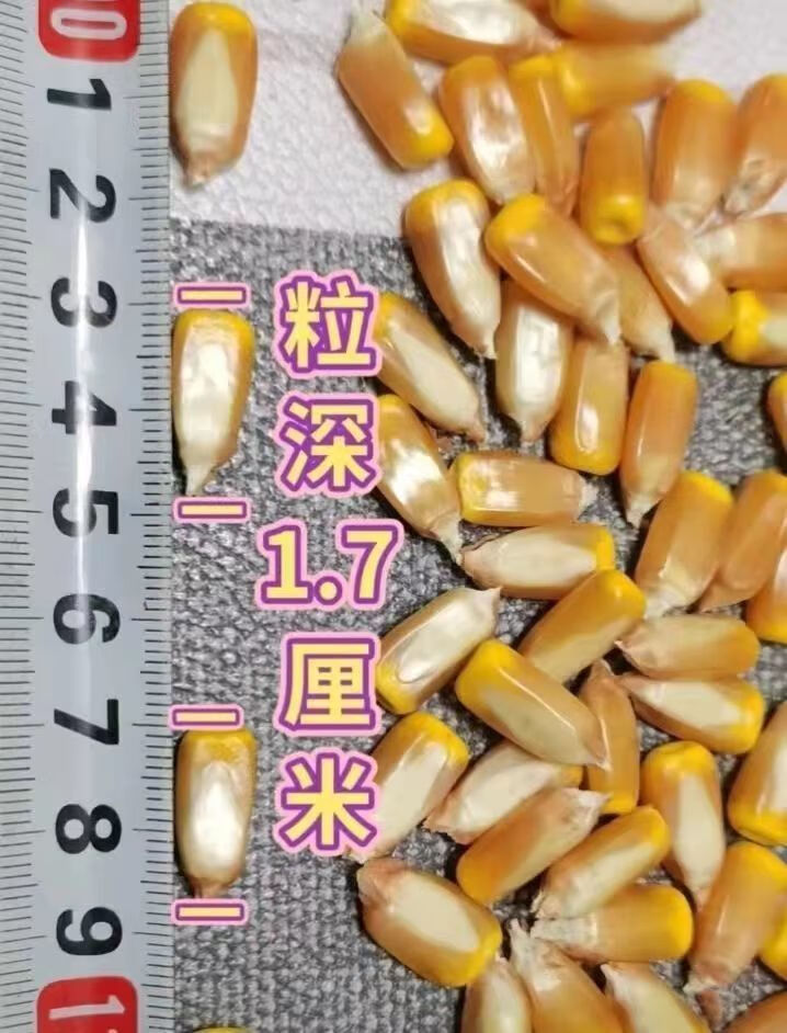 吨粮双棒王中王矮杆玉米种子双胞胎高产紫杆大棒苞谷种抗旱抗倒 高产