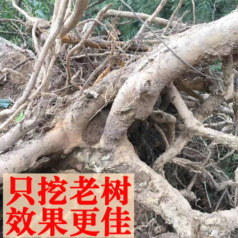 八角刺树根功效 药用图片