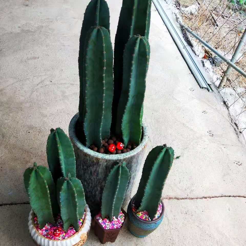 多棵组合无根量天尺盆栽室内客厅好养多肉大型绿植物仙人掌 嘉瑰 无根