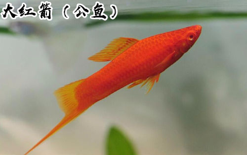 drontal 燕尾红玛丽凤尾红剑鱼红箭鱼中小型淡水热带鱼胎生鱼活体包损